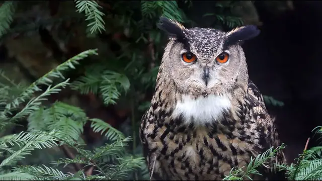 Video thumbnail for 55 Fun Facts About Owls (Part 1)