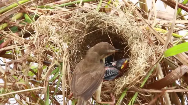 Video thumbnail for The cuckoo wild bird baby's bird eat alot