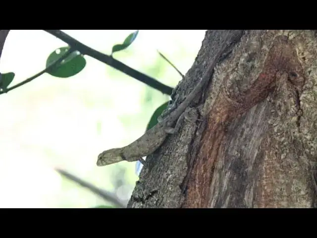 'Video thumbnail for The Lizard in field at forest | In field lizard stay to catch food eat'