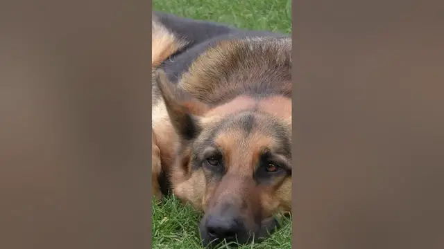 Video thumbnail for GSD: German Shepherd Dog #germanshepherd #germanshepherddog #germanshepherdpuppy
