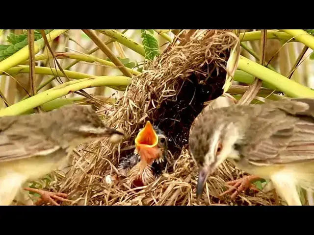 Video thumbnail for Nest-Bound Babies Enjoy Grasshopper Meal from Mom