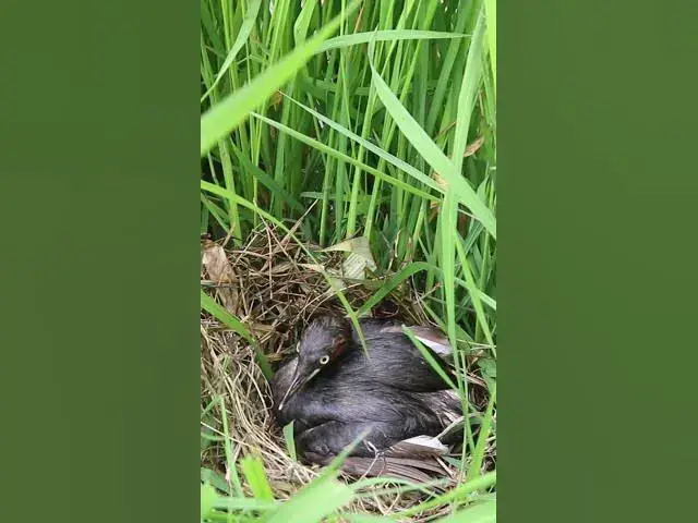 Video thumbnail for Bay Bird Wait Feed EP#039 #birdslover #birdwatch #wildlife #birdwatching #nature #birds