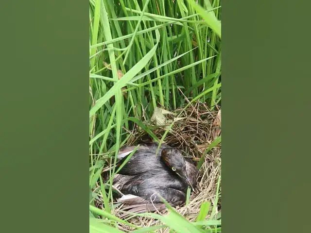 Video thumbnail for Bay Bird Wait Feed EP#040 #birdslover #birdwatch #wildlife #birdwatching #nature #birds