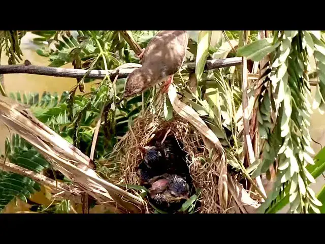 Video thumbnail for All Babies Bird Cries  Eat Food in Nest // Mother Bird EatinG with Babies Bird