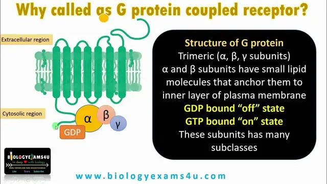 Video thumbnail for Structure of GPCR @biologyexams4u
