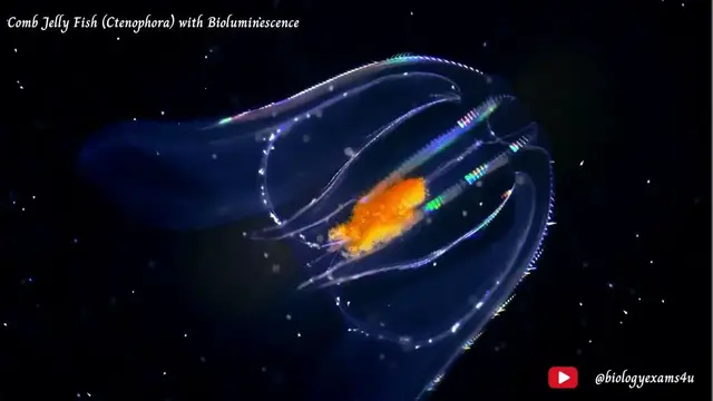 Video thumbnail for Comb Jelly Fish (Ctenophora) with Bioluminescence | Phylum Ctenophora |Comb Jellies @biologyexams4u