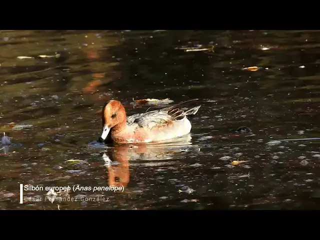 Video thumbnail for Silbón europeo (Anas penelope)