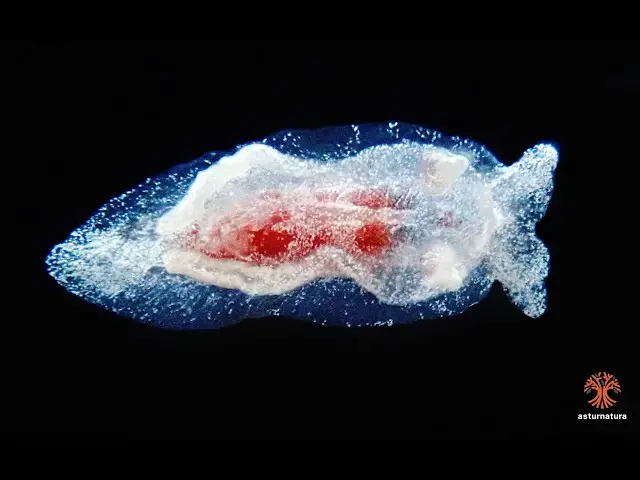 Video thumbnail for Goniodoris nodosa