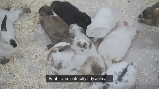Video thumbnail for Rabbit Litter Box Training