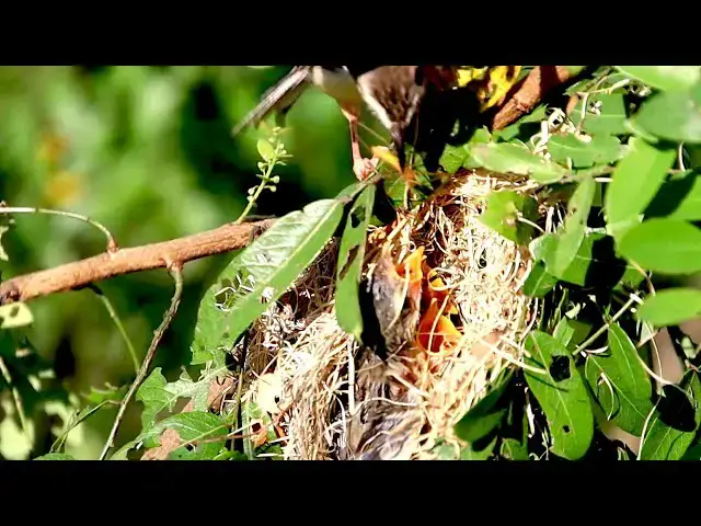 'Video thumbnail for All baby's bird hungry feed | Mother's bird feed it'