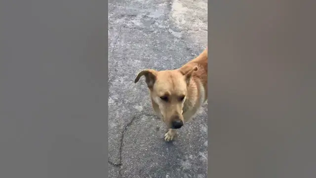 Video thumbnail for How Are Dogs Friendly?