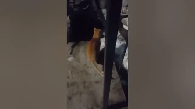 Video thumbnail for What Meat Is Best For Cats?