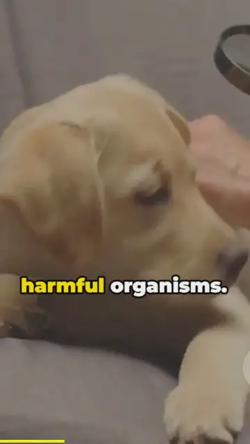'Video thumbnail for bacteria in dog's paws'