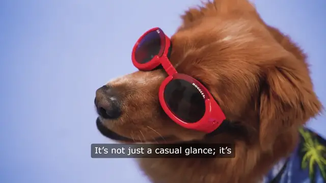 Video thumbnail for WhenYour Dogs Stare Speaks Louder Than Words