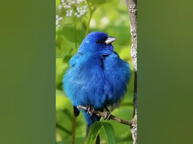 Video thumbnail for नीली पंछी #viral
