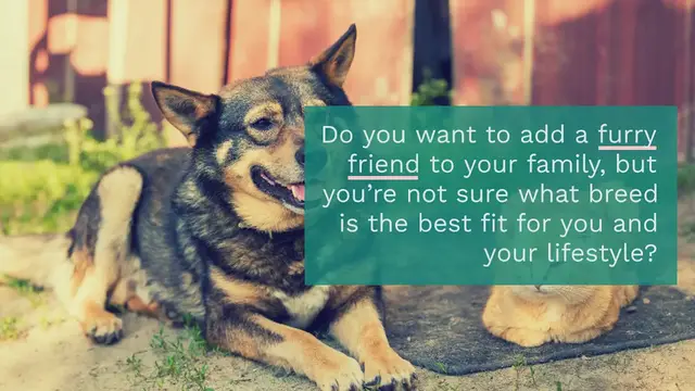 Video thumbnail for The 10 Best Dog Breeds You Must Know