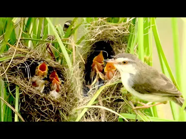 'Video thumbnail for Momy's wild bird catch food feed babies on nest'