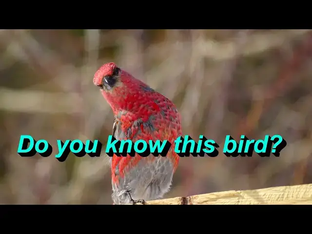 'Video thumbnail for Discovering the Pine Grosbeak – A Colorful Winter Visitor'