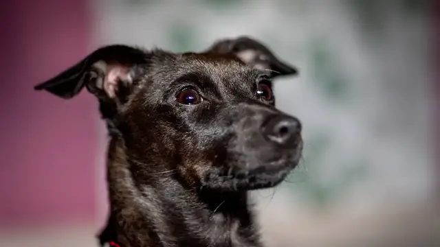 Video thumbnail for 15 Traits of Patterdale Terriers: The Good and the Bad