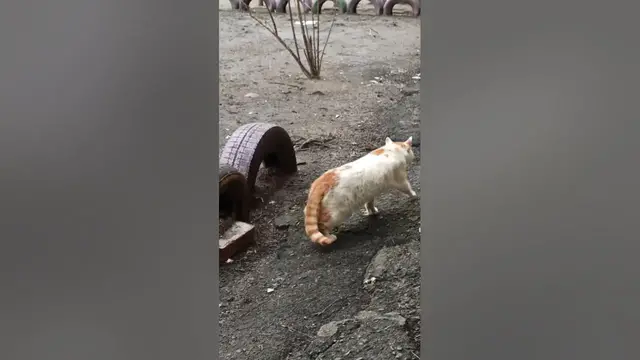 Video thumbnail for Stray Cat😘🥰#shorts