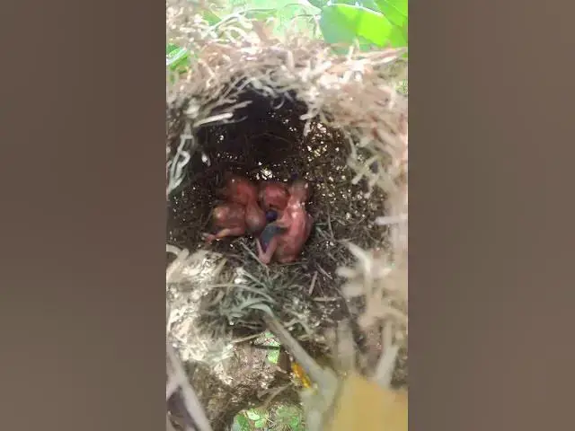 Video thumbnail for Baby Greater coucal Birds Very hungry in Nest EP#121 #birdslover #birdwatch #birds #beautifulbird #w