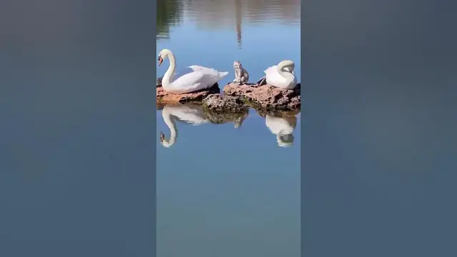 Video thumbnail for White Swans😘😍🥰#shorts
