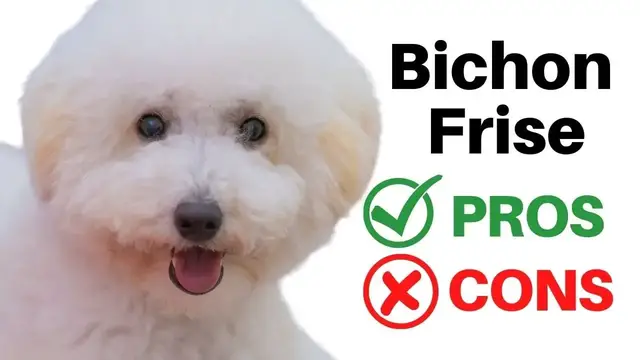 Video thumbnail for 23 Pros and Cons of Owning a Bichon Frise