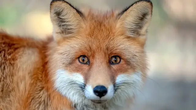 Video thumbnail for Foxes as Pets: Pros & Cons