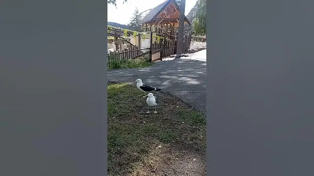 Video thumbnail for The gulls are begging for food.🤔🤨😘😀#shorts