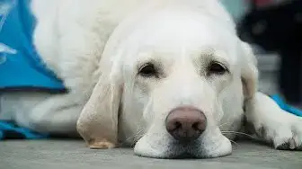 Video thumbnail for Labrador Guide Dog (Seeing Eye Dogs)