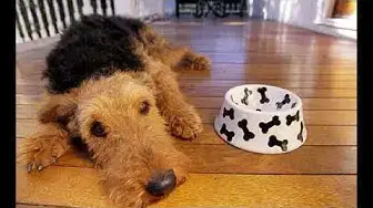 Video thumbnail for 27 Pros and Cons of Owning an Airedale Terrier