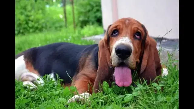 Video thumbnail for 9 Surprising Facts About Basset Hounds