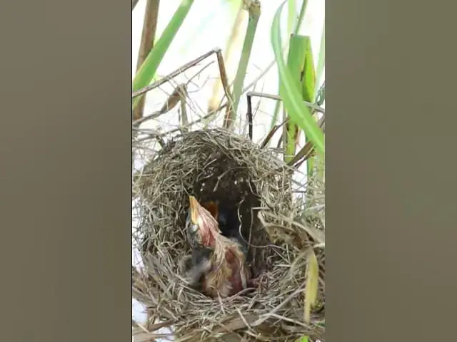 Video thumbnail for Bird Babies Cries Feed Eat EP#289 #babybird #shorts #birdslover #birdsounds #birds #birdslover #finc