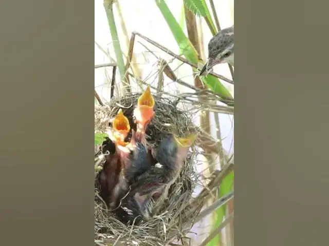 Video thumbnail for Babies bird cries eat in nest EP#283 #babybird #shorts #birdslover #birdsounds #birds #birdslover #f