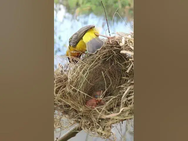 Video thumbnail for #birdspotting #birdslover #birdwatch #wildlife #birdwatching #nature #birdfeeding #birdsounds  #nest
