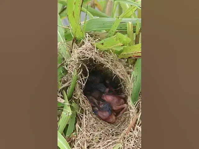 Video thumbnail for Top Hatchling Baby Bird Grow  ​ #Eggs #Wild Birds #Forest #Unique #Nesting #Habitats #Avian #Species