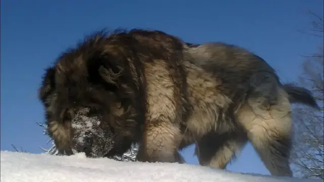 Video thumbnail for 15 Pros and Cons of Owning a Caucasian Shepherd Dog