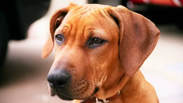 Video thumbnail for 15 Pros and Cons of Owning a Rhodesian Ridgeback