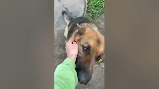 Video thumbnail for Is German Shepherd a angry dog?#shorts