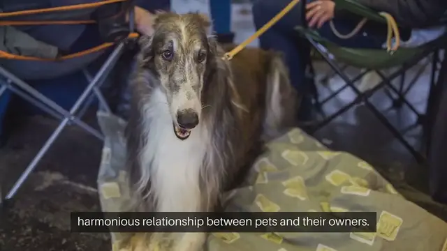 Video thumbnail for Pet Behavior Modification Techniques