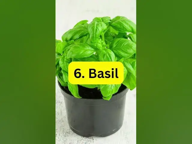 'Video thumbnail for 8 Plants That Repel Mosquitoes Naturally #indoorplants #plants #houseplants #garden'