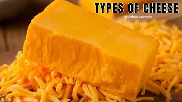Video thumbnail for Types of Cheese and Microorganisms | Food Microbiology