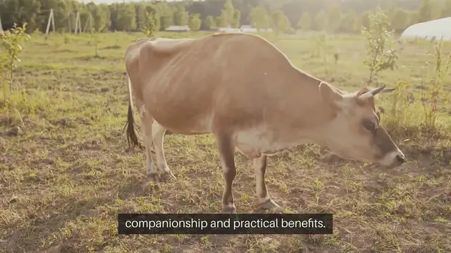 Video thumbnail for Farm Pets Selection Guide