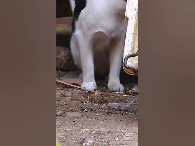Video thumbnail for Cute of cat eating 5  #cat #shortcat #catchcatch #bitcat  #animals #cute #catlover  #cutecat