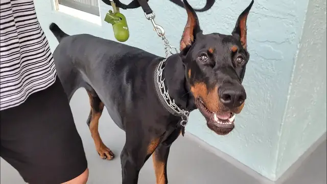 Video thumbnail for Is It Worth Getting a Doberman: Pros & Cons?