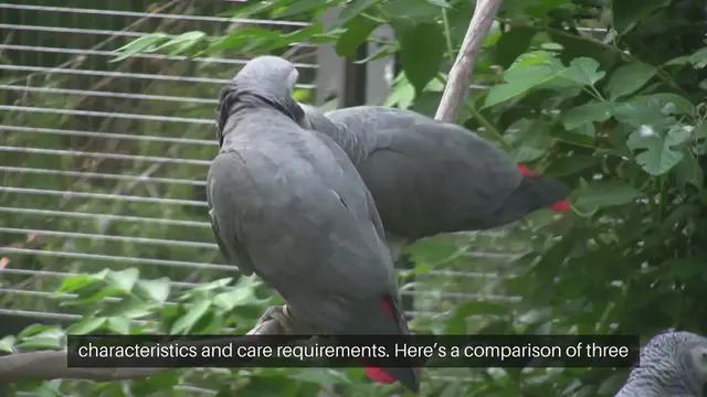 Video thumbnail for Parrot Species Comparison