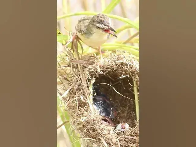 Video thumbnail for Top Babies Bird Cries Eat in nest #Feedigbirds #nature #shortvideo #viralvideo #birds #feedingbird