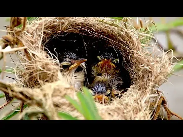 'Video thumbnail for All baby's wild bird | Nest-Dwelling Sparrow Chick Awaits Meal'