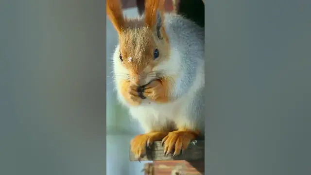 Video thumbnail for Squirrel's favourite foods #shorts