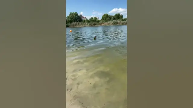 Video thumbnail for Wild ducks swimming with humans😍😘🥰#shorts